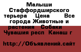 Малыши Стаффордширского терьера  › Цена ­ 1 - Все города Животные и растения » Собаки   . Чувашия респ.,Канаш г.